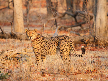 The real spotted cat!
