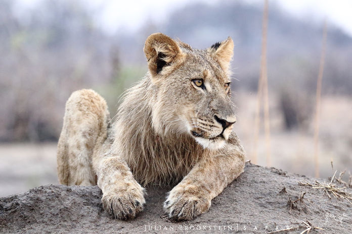 Lion_cub_Julian_Brookstein_Safaris.jpg