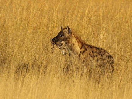 Hyenas of Camp Chitubu