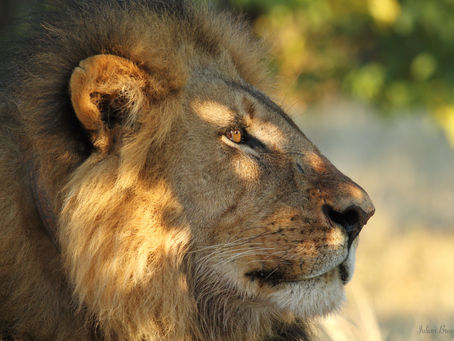 Lions on foot