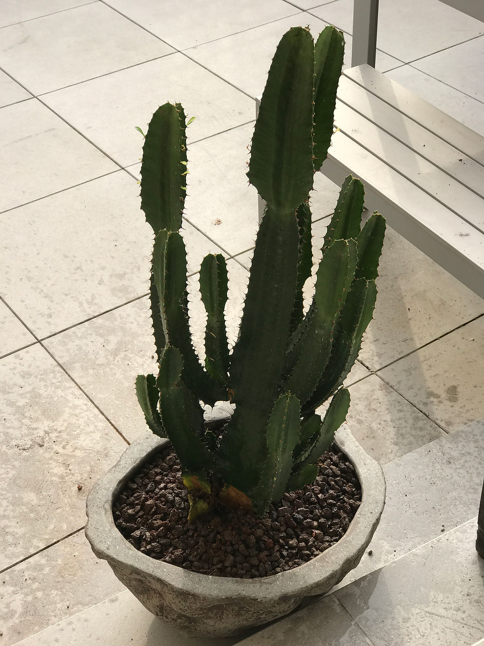 Thumbnail: Large Cactus