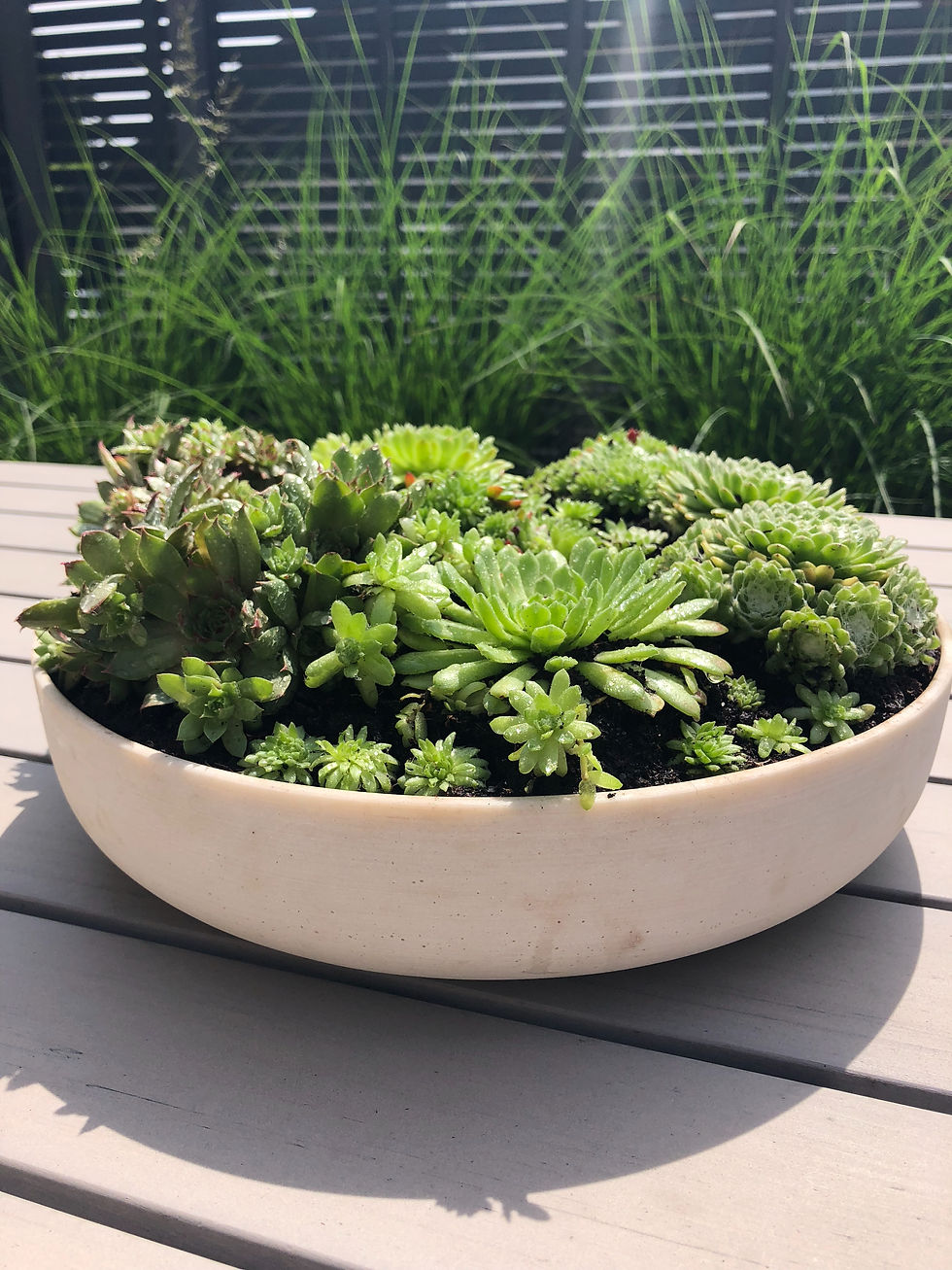 Thumbnail: Succulent Terrariums Large