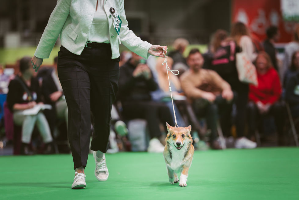 Crufts_09_03_2025_003