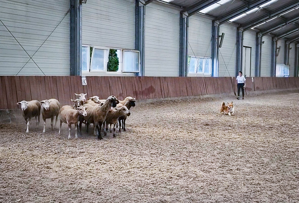 Screenshot_20250626_164948_Gallery