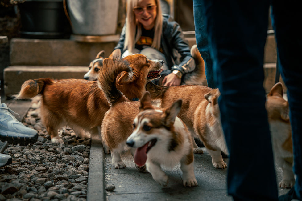 dog_5-1
