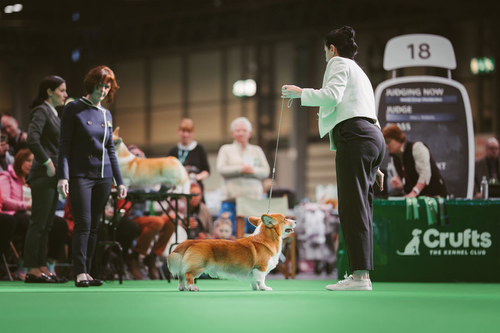 Crufts_09_03_2025_001