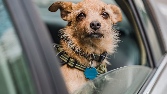 Pet Chauffeur / Transport Services