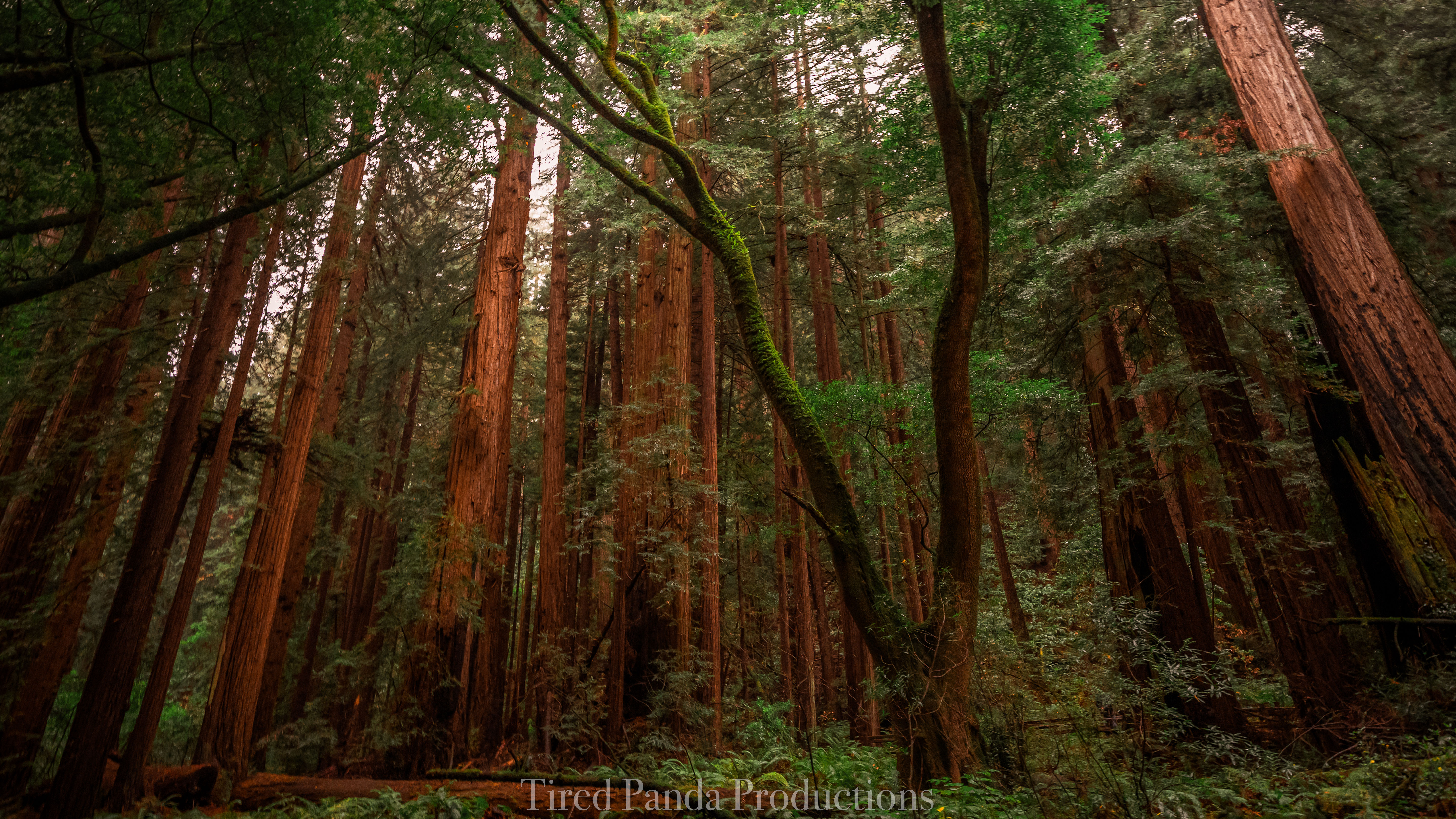 Pre Order- Resting with the Redwoods 