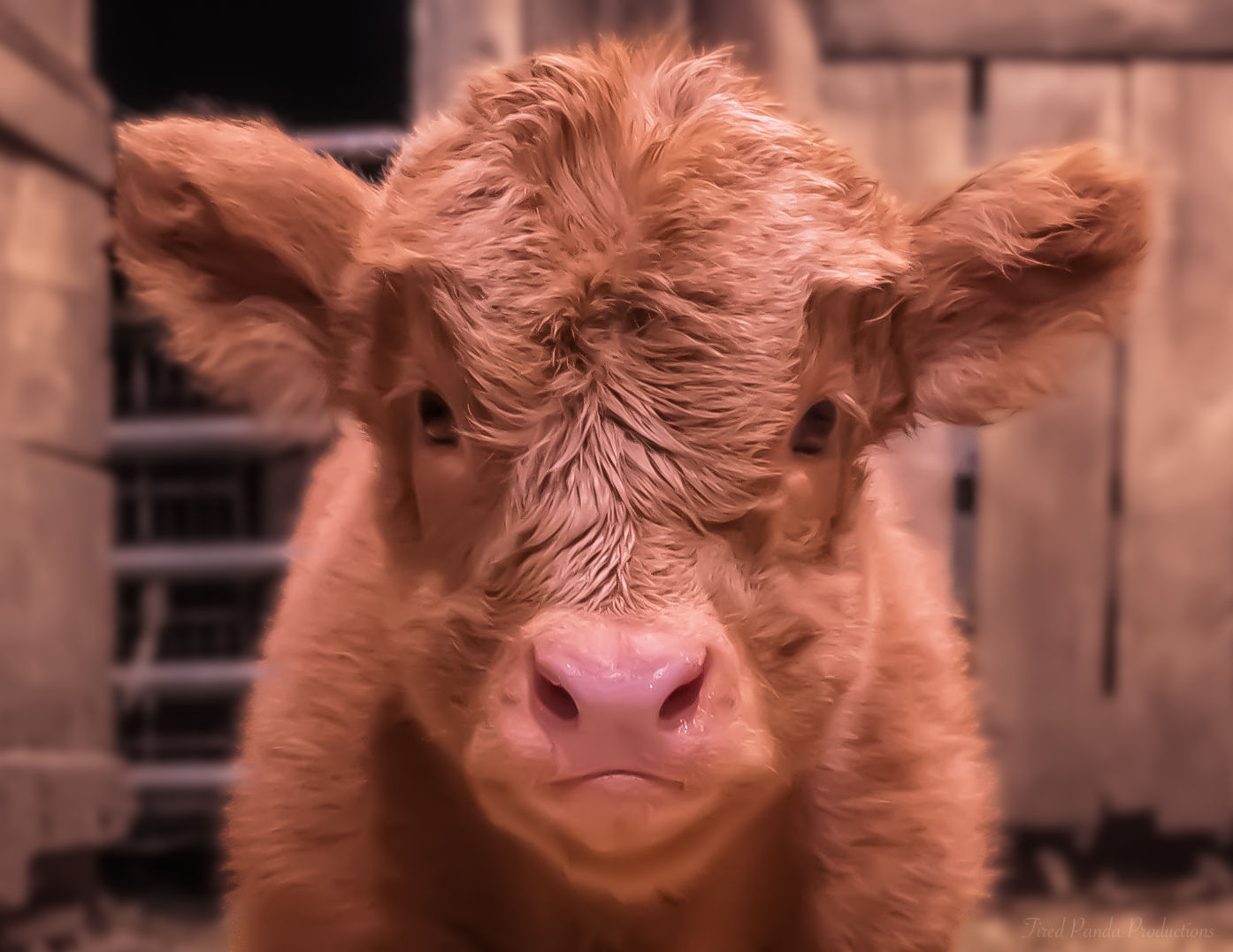 The cutest highland calf