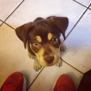 Maggie - 8 weeks and adorable