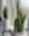 IMG_1991_edited.jpeg