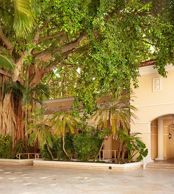 miajt-bayan-tree-8926-sq.png