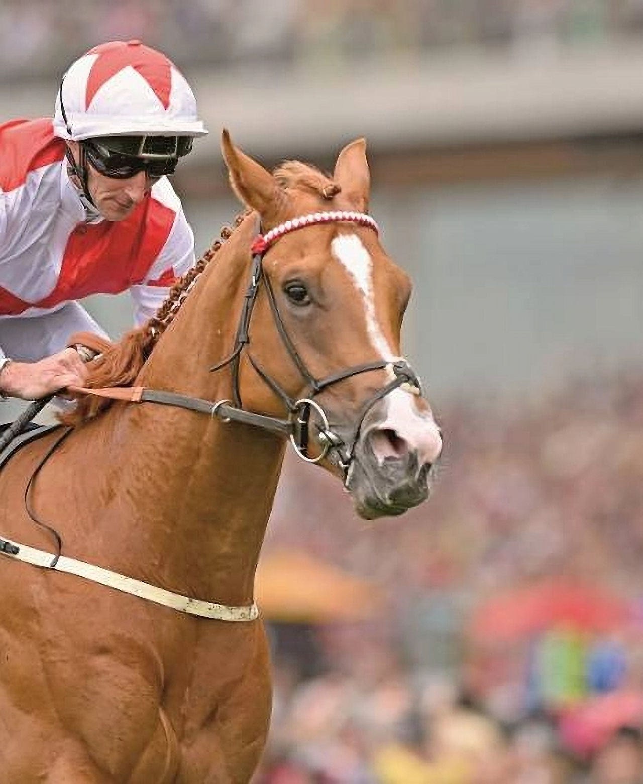 Pompey Ventures Yearling Syndicate