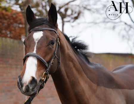 Touted Plan Pompey Ventures Racehorse Syndicates