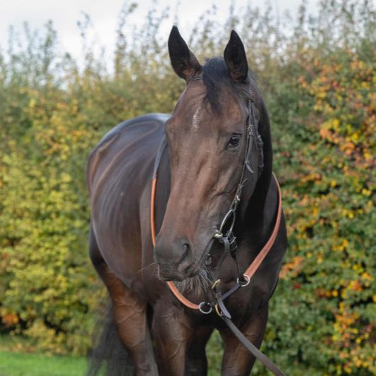 Kingmaker for Pompey Ventures Jumps Syndicates