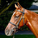 Blackbeard x Deac’s Girl chestnut yearling filly at the Tattersalls Ireland Yearling Sale