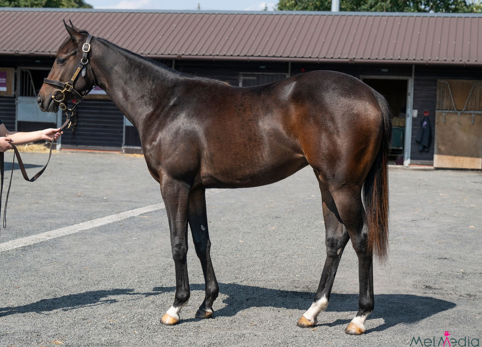 Ten Sovereigns x Restless Endeavour Filly Pompey Ventures