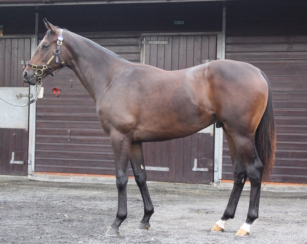 A'Ali x Mazzuri Colt