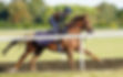 Oliver Show Racehorse Pompey Ventures