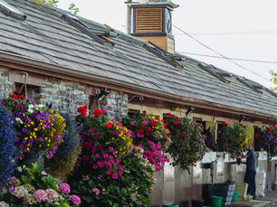 Willie Mullins Closutton Training Yard where Kingmaker racehorse horse is in training