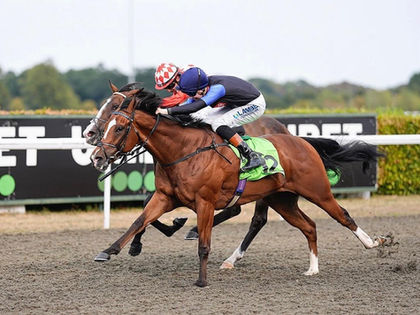 Winning Pompey Ventures Racehorse Syndicate Horse