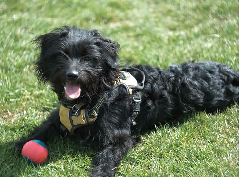 Poppy smiling with ball.jpg