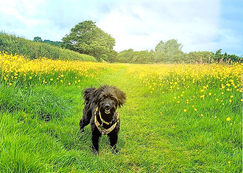 Poppy Buttercup Field_edited.jpg