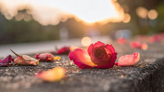 Pemimpin yang Tidak Boleh Ditegur Sedang Menuju Kehancuran