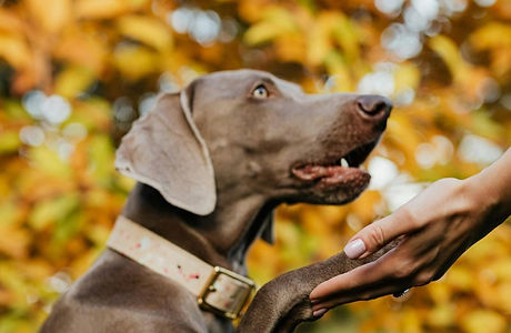 Design sans titre (1).jpg