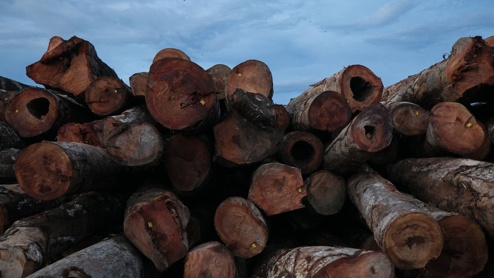 R$ 27 milhões vindos de concessões florestais federais chegam a estados e municípios da Amazônia