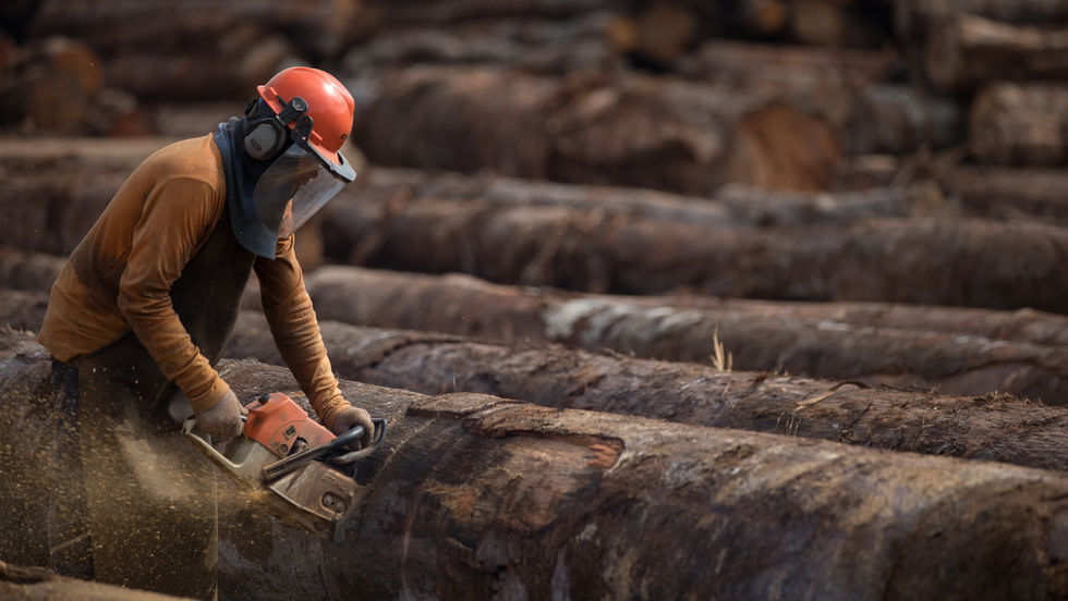 Amazônia Legal movimenta 6,57 milhões de m³ de tora em 2024; Pará lidera e concessões florestais dão previsibilidade à oferta