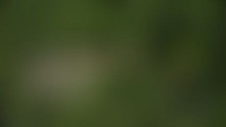 Parceria com Serviço Florestal Brasileiro alavancará concessões florestais na Amazônia