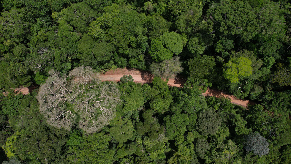 Parceria com Serviço Florestal Brasileiro alavancará concessões florestais na Amazônia