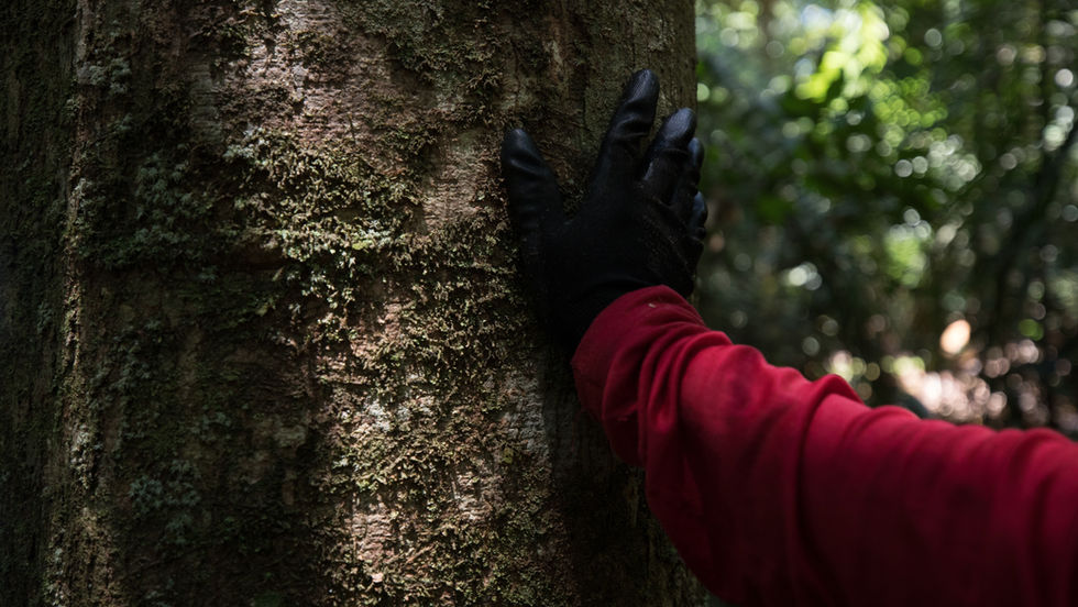 Concessões florestais e participação social são temas de debate entre MPF, Imaflora, SFB e sociedade civil