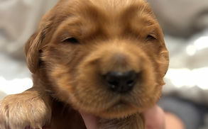 This boy was born on 3/16/26 at 9:40 PM and weighed in at 0.94 lbs, making him the largest puppy in this litter. ❤️
He was named after "The Lord of the Rings". His red collar represents the red dragon from the movie, a small nod to the inspiration behind his name.
