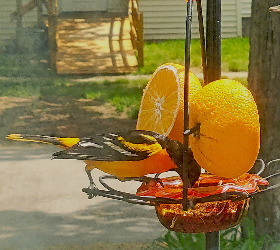 USE 20230516_131522