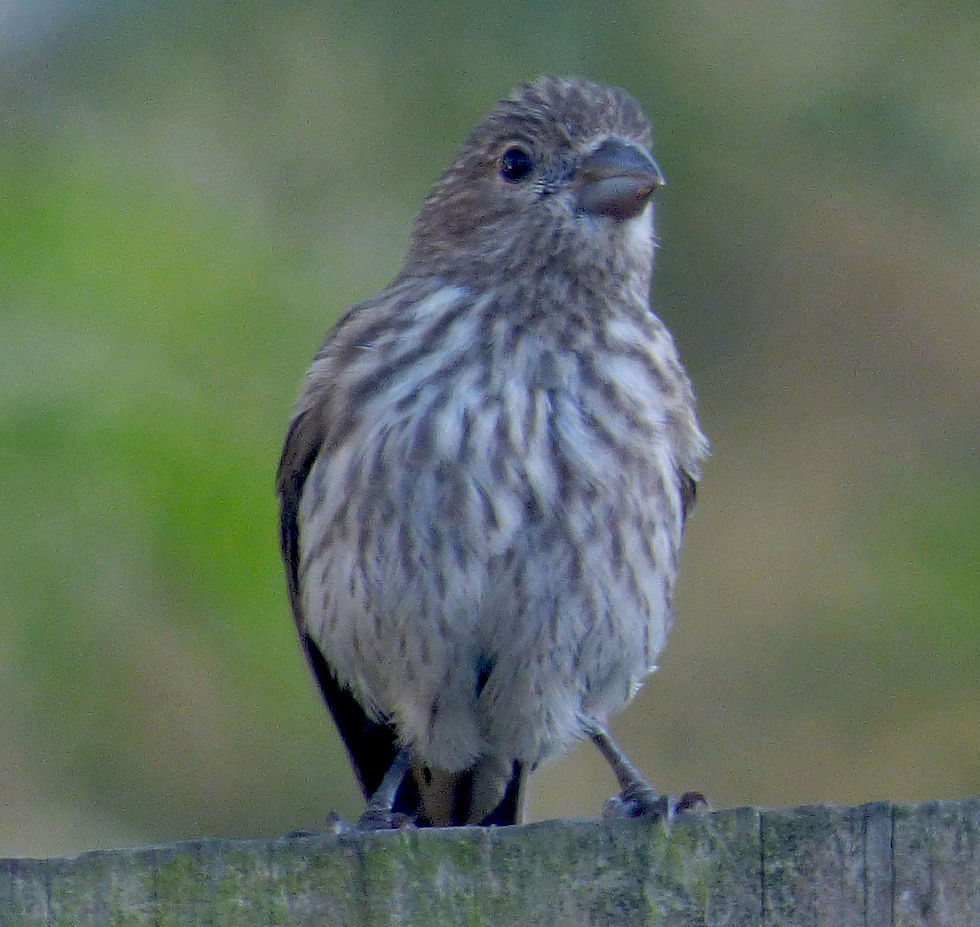 sparrow 2