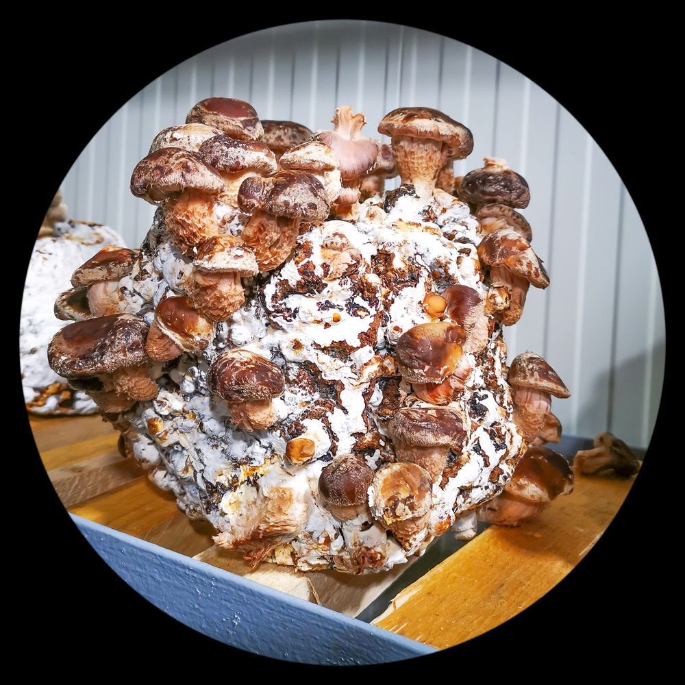 8 beneficios para la salud comprobados del shiitake.