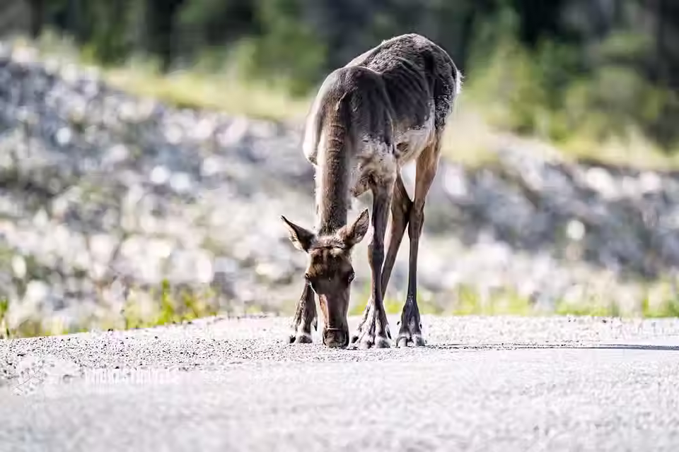 Ein mageres Rentier Kanada Strasse Alaska highway Tiere