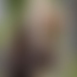 in Finland the bear dances