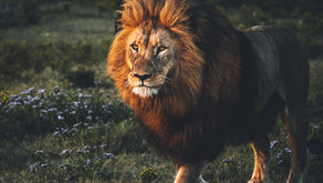 Safari South Africa lion mal beautiful