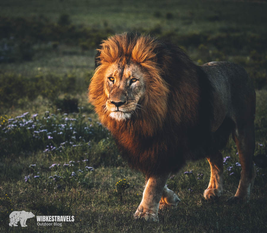 Safari South Africa lion mal beautiful