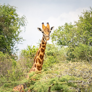 Akagera Nationalpark Ruanda Giraffe