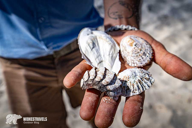 De Hoop Reserve Whale Trail Südafrika Muscheln 