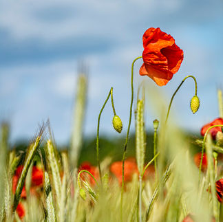 Klatschmohn rot Pflanze Sommer Blume