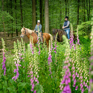 Ausritt in Fingerhut Island Ponys Pferde