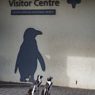 Pinguinen Boulder Beach Südafrika Visitor Center