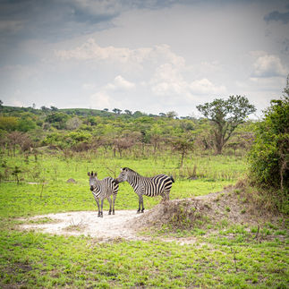 Akagera Nationalpark Ruanda Zebra