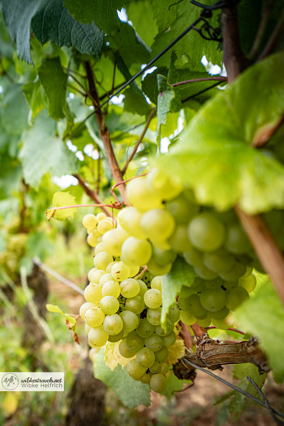 Burgund=Wein