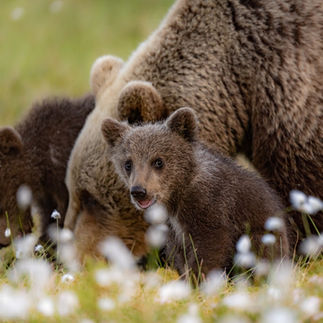 Baby bear in cotton grass Martinselkonen, Finland